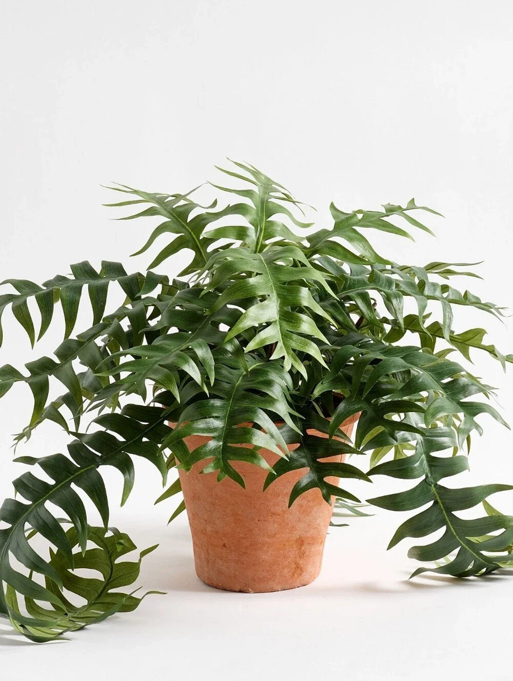 Pottery Barn Faux Potted Trailing Sword Fern